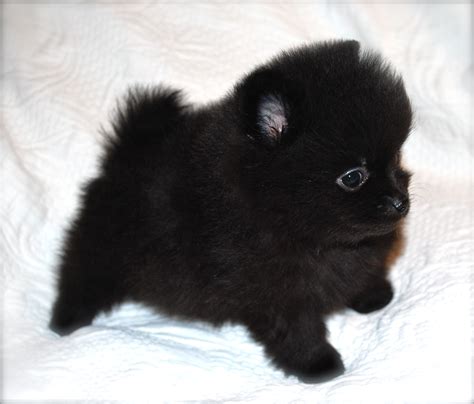 pomeranian puppies for sale miami|black pomeranian for sale craigslist.